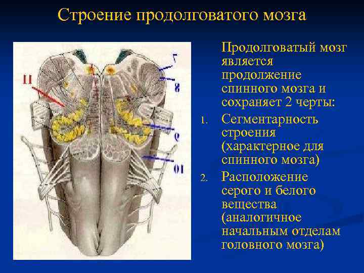 Спинной продолговатый мозг. Топография серого вещества продолговатого мозга. Строение серого вещества продолговатого мозга. Внутреннее строение продолговатого мозга белое и серое вещество. Структуры серого вещества продолговатого мозга.