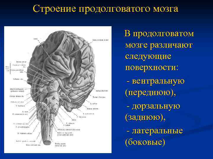 Продолговатый отдел мозга строение. Отделы продолговатого мозга анатомия. Строение головного мозга продолговатый мозг. Строение продолговатого отдела головного мозга. Внешнее строение продолговатого мозга.