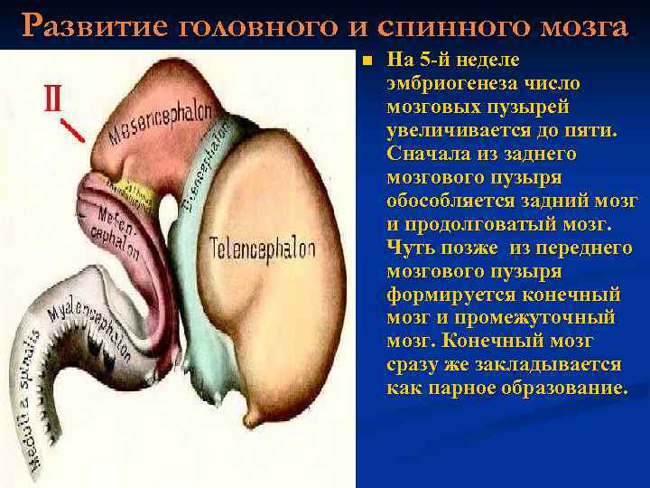 Развитие головного и спинного мозга n На 5 -й неделе эмбриогенеза число мозговых пузырей