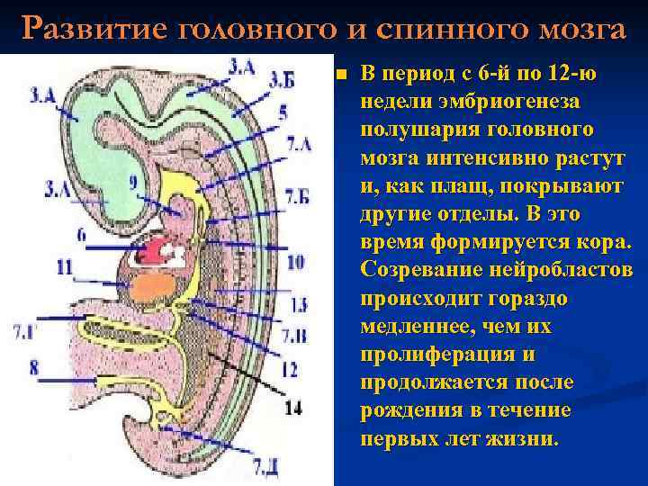 Развитие головного и спинного мозга n В период с 6 -й по 12 -ю