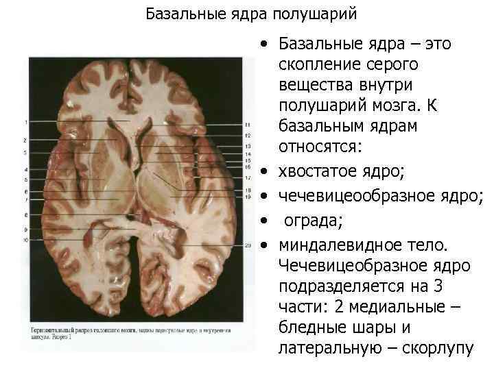 Базальные ядра презентация