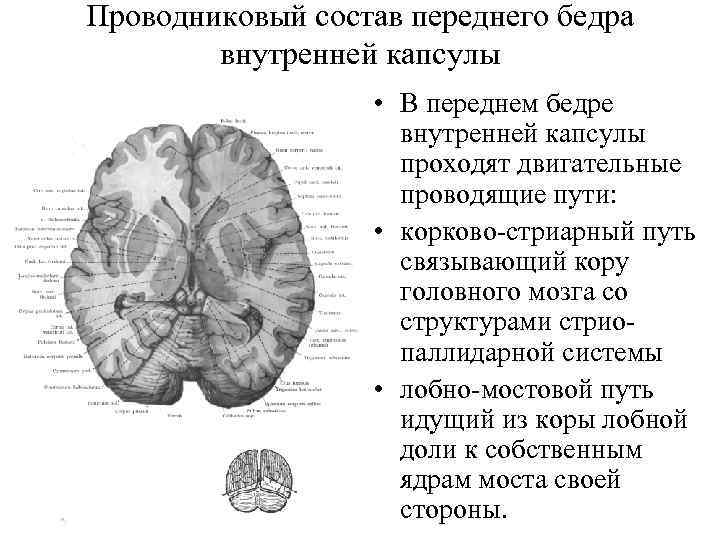 Изменение в базальных отделах. Строение базальных ядер мрт. Серое вещество головного мозга (базальные ядра). Конечный мозг. Базальные ядра. Внутренняя капсула.. Внутренняя капсула и базальные ядра схема.