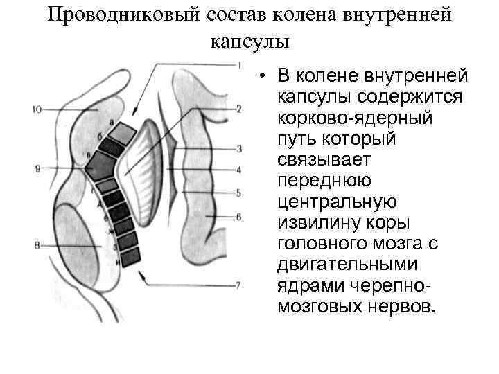 Проводниковый состав колена внутренней капсулы • В колене внутренней капсулы содержится корково-ядерный путь который