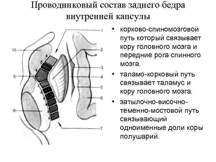 Схема расположения внутренней капсулы и базальных ядер