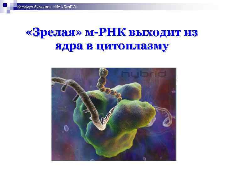Кафедра биохимии НИУ «Бел. ГУ» «Зрелая» м-РНК выходит из ядра в цитоплазму 