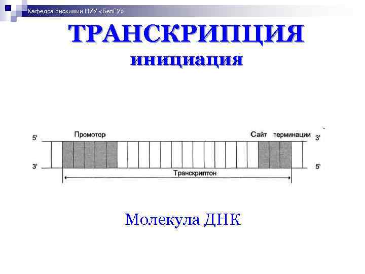 Кафедра биохимии НИУ «Бел. ГУ» ТРАНСКРИПЦИЯ инициация Молекула ДНК 