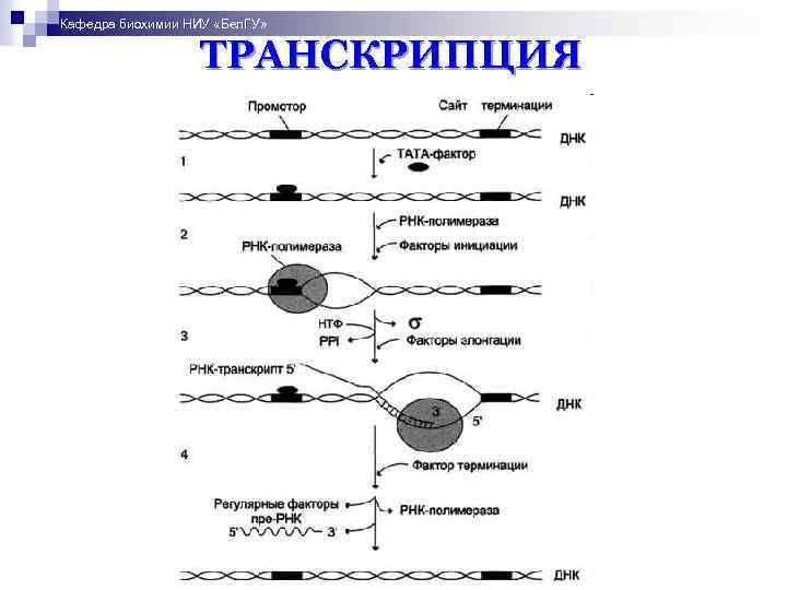 Кафедра биохимии НИУ «Бел. ГУ» ТРАНСКРИПЦИЯ 