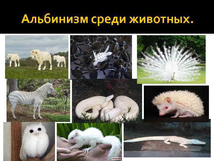 Альбинизм среди животных. 