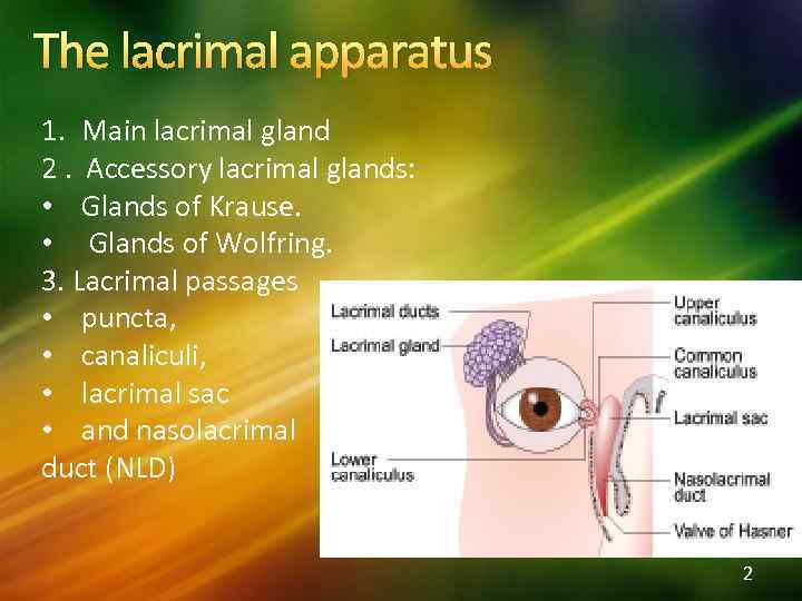 The lacrimal apparatus 1. Main lacrimal gland 2. Accessory lacrimal glands: • Glands of