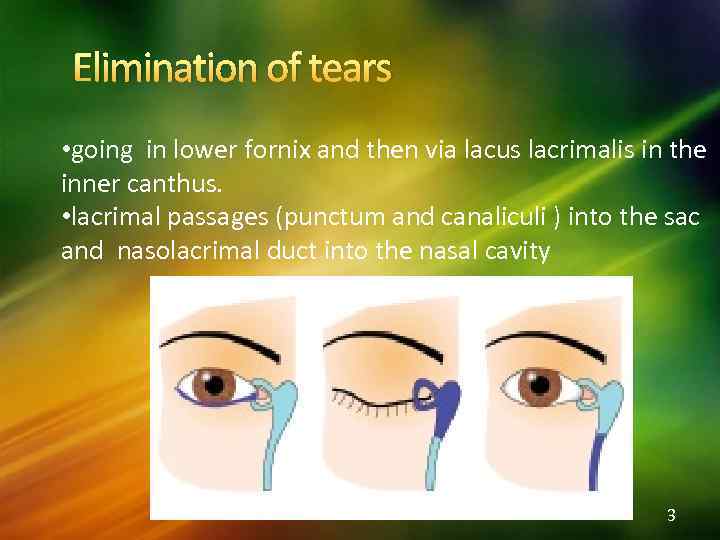 Elimination of tears • going in lower fornix and then via lacus lacrimalis in