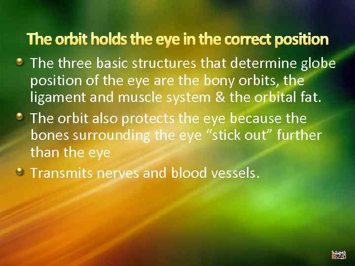 The three basic structures that determine globe position of the eye are the bony