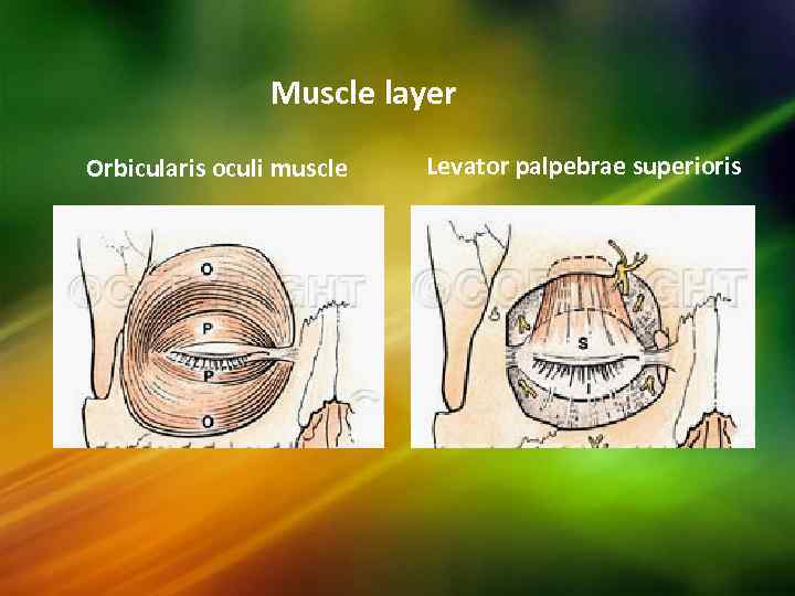 Muscle layer Orbicularis oculi muscle Levator palpebrae superioris 