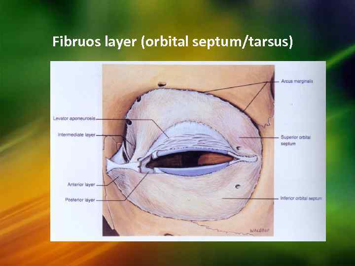 Fibruos layer (orbital septum/tarsus) 