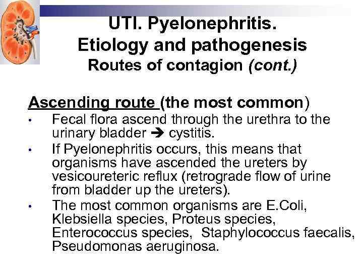 UTI. Pyelonephritis. Etiology and pathogenesis Routes of contagion (cont. ) Ascending route (the most