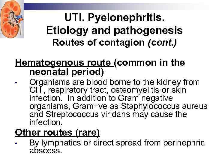 UTI. Pyelonephritis. Etiology and pathogenesis Routes of contagion (cont. ) Hematogenous route (common in