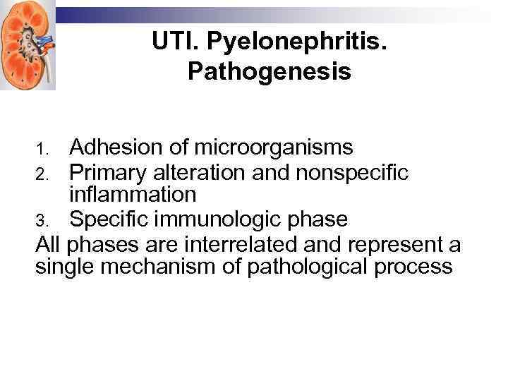 UTI. Pyelonephritis. Pathogenesis Adhesion of microorganisms Primary alteration and nonspecific inflammation 3. Specific immunologic