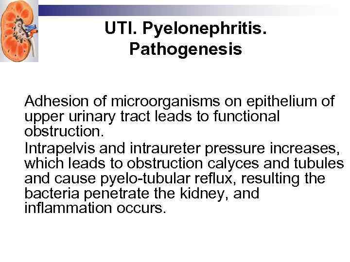 UTI. Pyelonephritis. Pathogenesis Adhesion of microorganisms on epithelium of upper urinary tract leads to