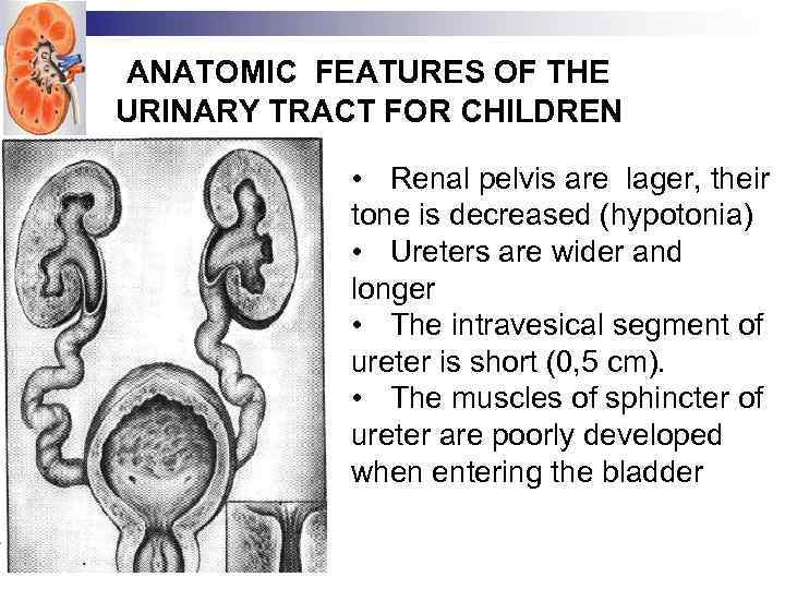 ANATOMIC FEATURES OF THE URINARY TRACT FOR CHILDREN • Renal pelvis are lager, their