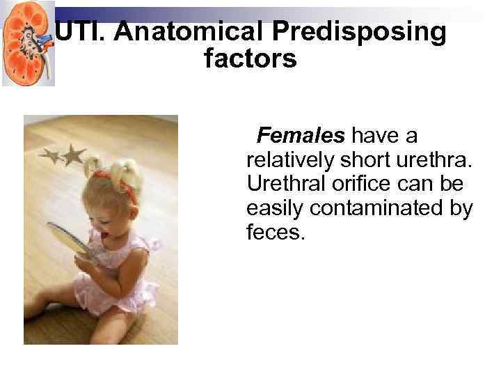 UTI. Anatomical Predisposing factors Females have a relatively short urethra. Urethral orifice can be