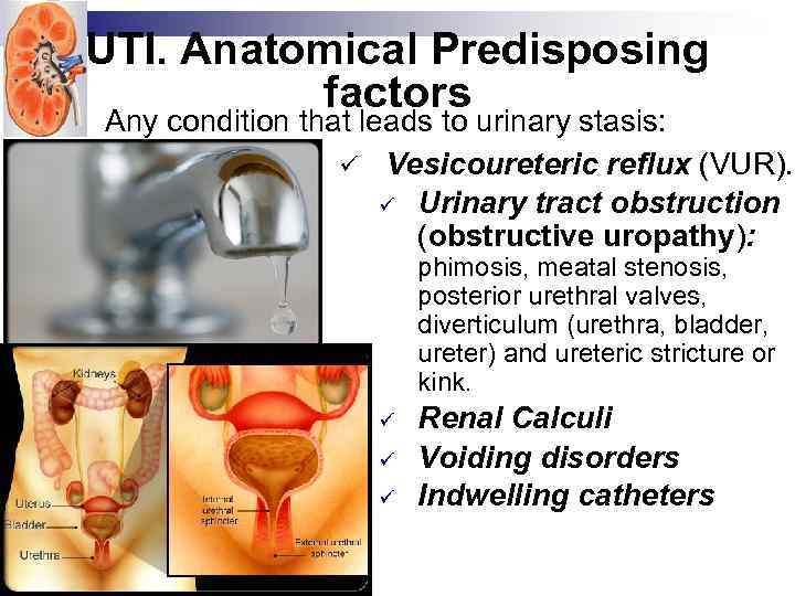 UTI. Anatomical Predisposing factors Any condition that leads to urinary stasis: ü Vesicoureteric reflux