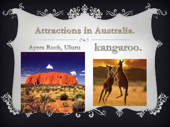 Attractions in Australia. kangaroo. 