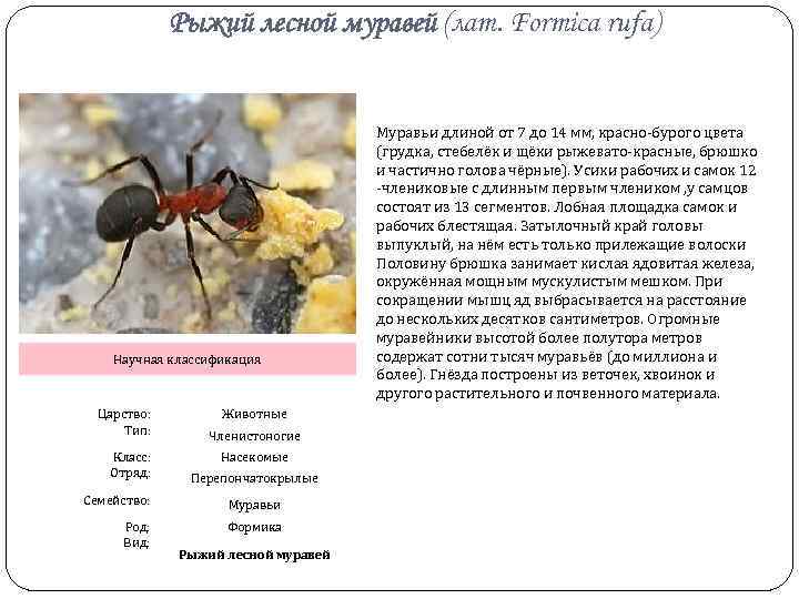 Рыжий лесной муравей (лат. Formica rufa) Научная классификация Царство: Тип: Класс: Отряд: Животные Членистоногие
