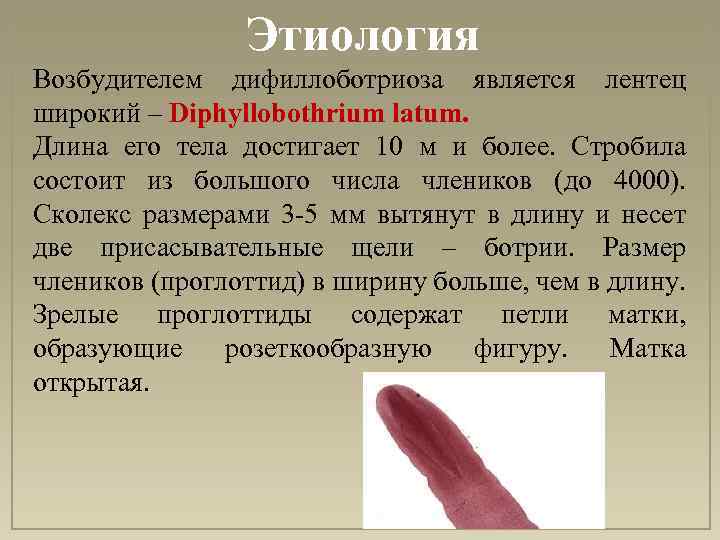 Этиология Возбудителем дифиллоботриоза является лентец широкий – Diphyllobothrium latum. Длина его тела достигает 10