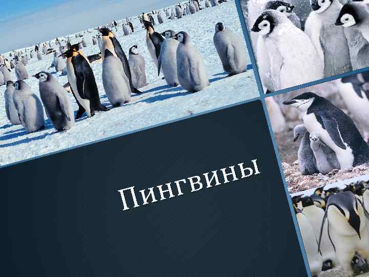 ны ви нг Пи 