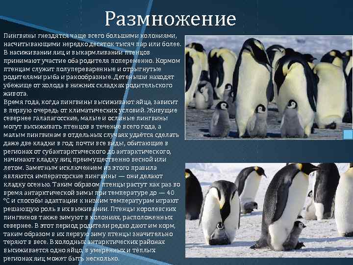 Императорские пингвины факты. Пингвины сведения. Форма тела пингвина. Рассказать о пингвинах.