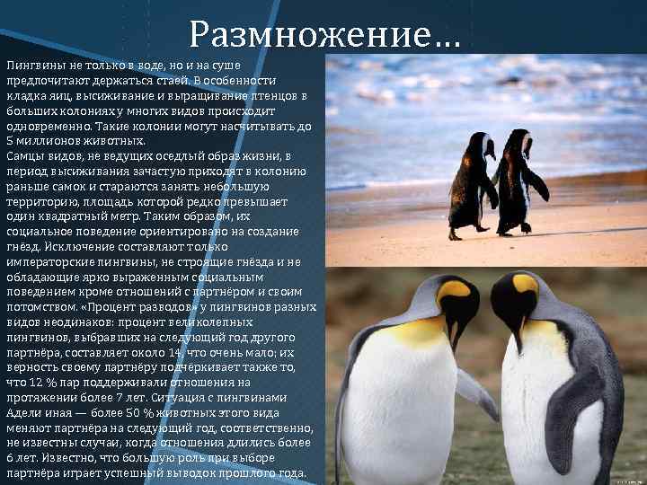 У какого пингвина всегда есть действие. Размножение пингвинов. Пингвин на суше. Образ жизни пингвинов кратко. Общие сведения о пингвинах.
