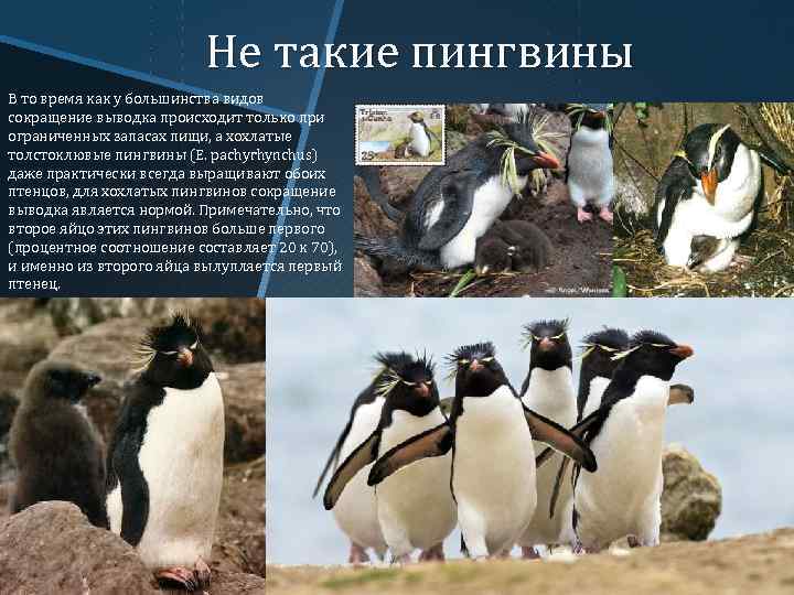 Не такие пингвины В то время как у большинства видов сокращение выводка происходит только