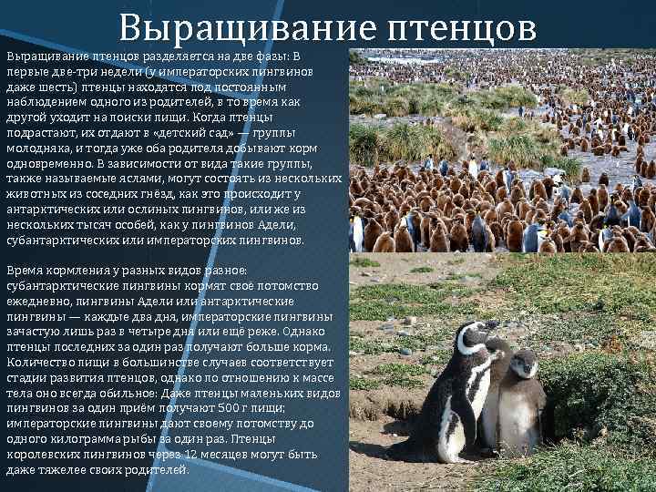 Выращивание птенцов разделяется на две фазы: В первые две-три недели (у императорских пингвинов даже