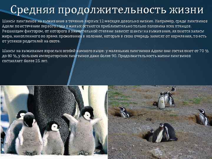 У какого пингвина всегда есть действие. Продолжительность жизни пингвинов. Интересные факты о пингвинах. Образ жизни пингвинов кратко. Особенности жизни пингвинов.