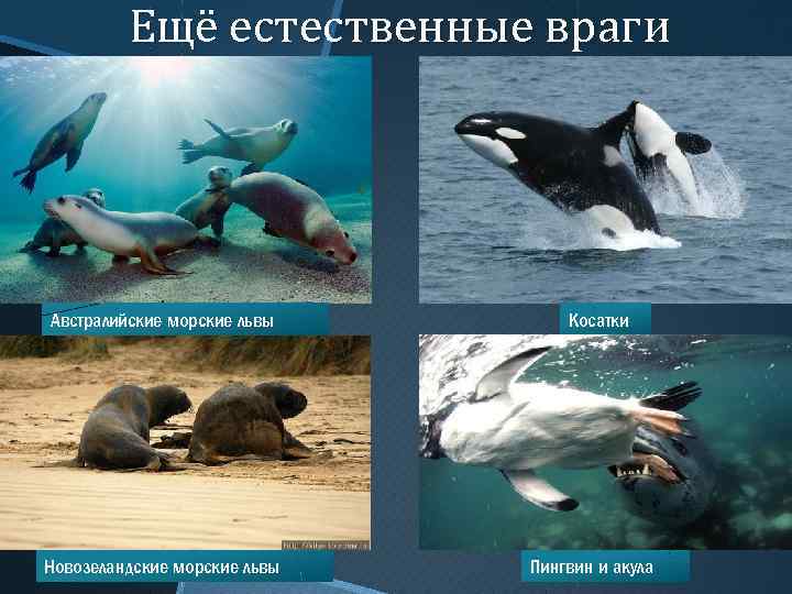 Ещё естественные враги Австралийские морские львы Новозеландские морские львы Косатки Пингвин и акула 