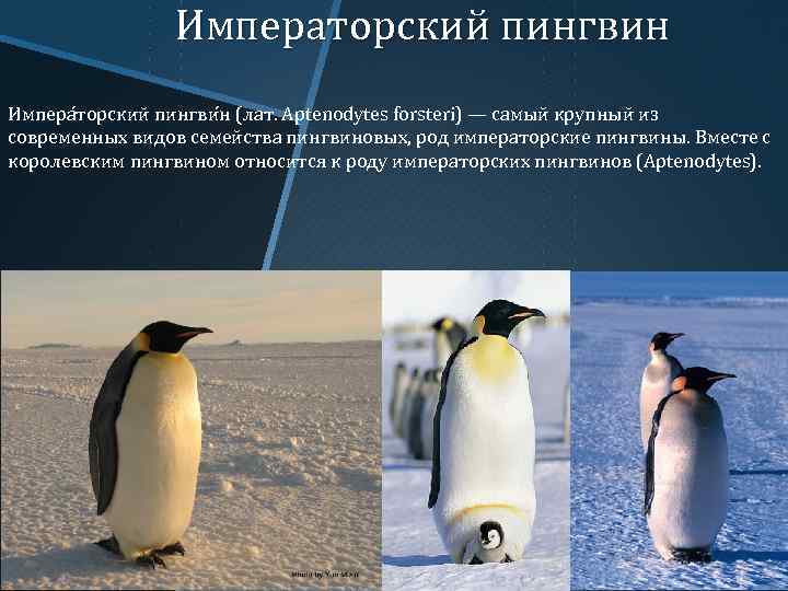 Императорский пингвин Импера торский пингви н (лат. Aptenodytes forsteri) — самый крупный из современных