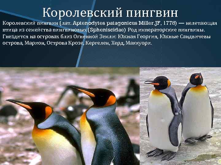 Королевский пингвин (лат. Aptenodytes patagonicus Miller, JF, 1778) — нелетающая птица из семейства пингвиновых