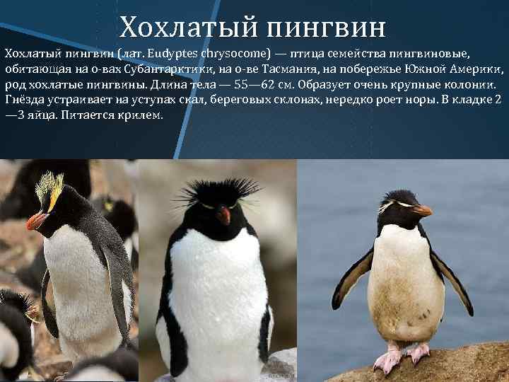 Хохлатый пингвин (лат. Eudyptes chrysocome) — птица семейства пингвиновые, обитающая на о-вах Субантарктики, на