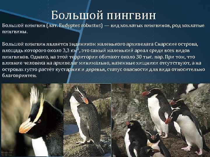 Большой пингвин (лат. Eudyptes robustus) — вид хохлатых пингвинов, род хохлатые пингвины. Большой пингвин