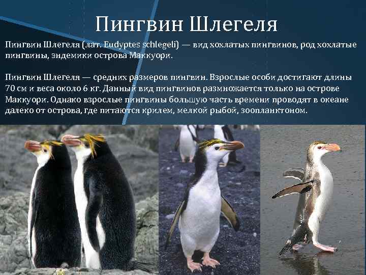 Пингвин Шлегеля (лат. Eudyptes schlegeli) — вид хохлатых пингвинов, род хохлатые пингвины, эндемики острова
