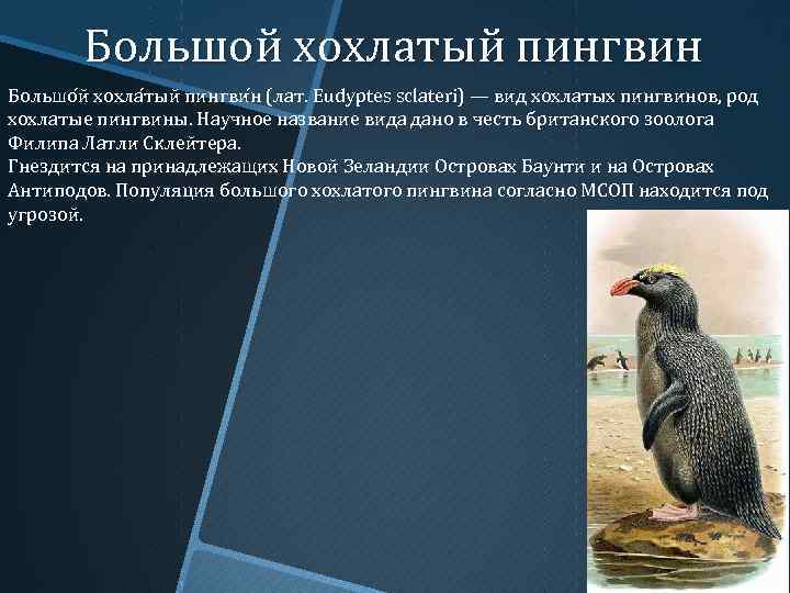 Большой хохлатый пингвин Большо й хохла тый пингви н (лат. Eudyptes sclateri) — вид