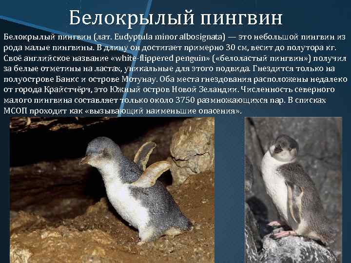Белокрылый пингвин (лат. Eudyptula minor albosignata) — это небольшой пингвин из рода малые пингвины.
