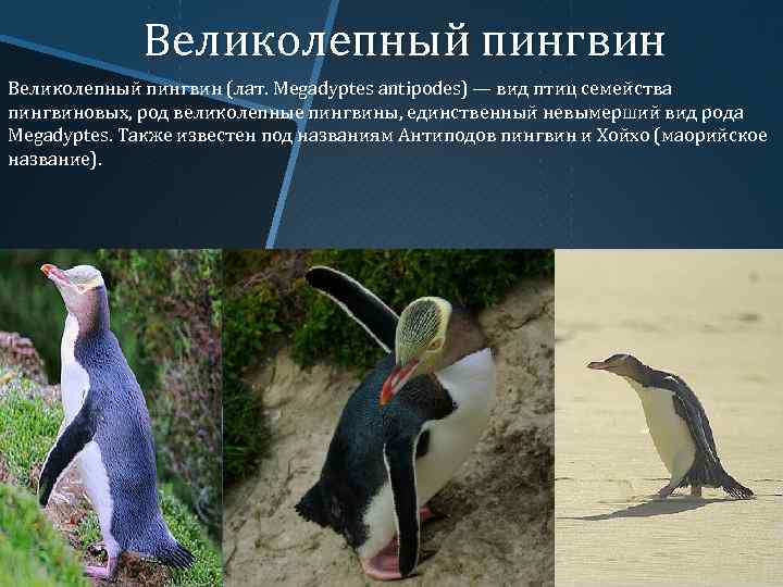 Великолепный пингвин (лат. Megadyptes antipodes) — вид птиц семейства пингвиновых, род великолепные пингвины, единственный