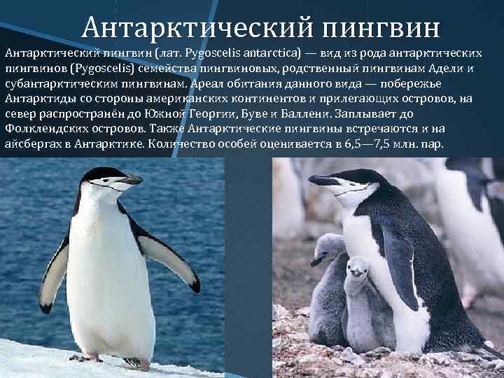 Где встречаются пингвины. Ареал обитания пингвинов +Адели. Пингвины из Антарктиды характеристика.