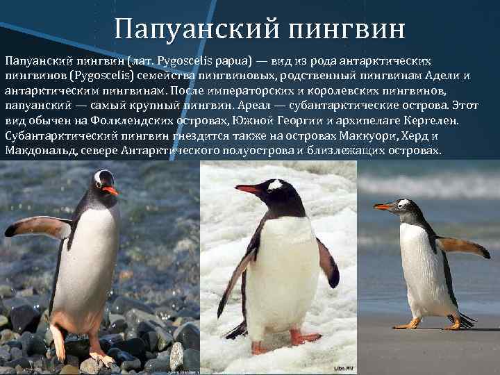 Папуанский пингвин (лат. Pygoscelis papua) — вид из рода антарктических пингвинов (Pygoscelis) семейства пингвиновых,