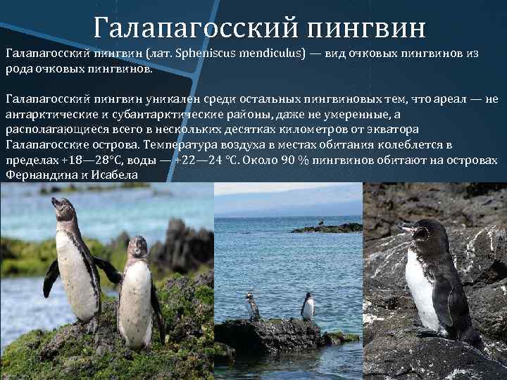 Какой тип развития характерен для субантарктического пингвина. Галапагосский Пингвин красная книга. Галапагосский Пингвин краткое описание. Галапагосский Пингвин место обитания. Местообитание очковый Пингвин.