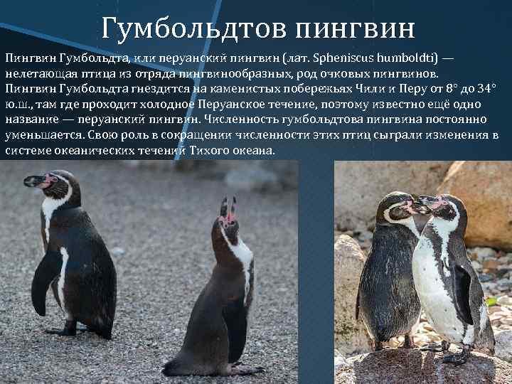 Гумбольдтов пингвин Пингвин Гумбольдта, или перуанский пингвин (лат. Spheniscus humboldti) — нелетающая птица из
