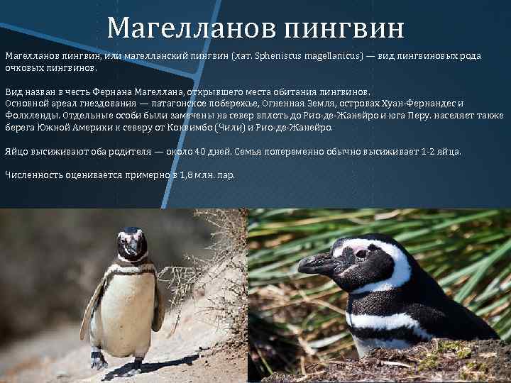 Магелланов пингвин, или магелланский пингвин (лат. Spheniscus magellanicus) — вид пингвиновых рода очковых пингвинов.