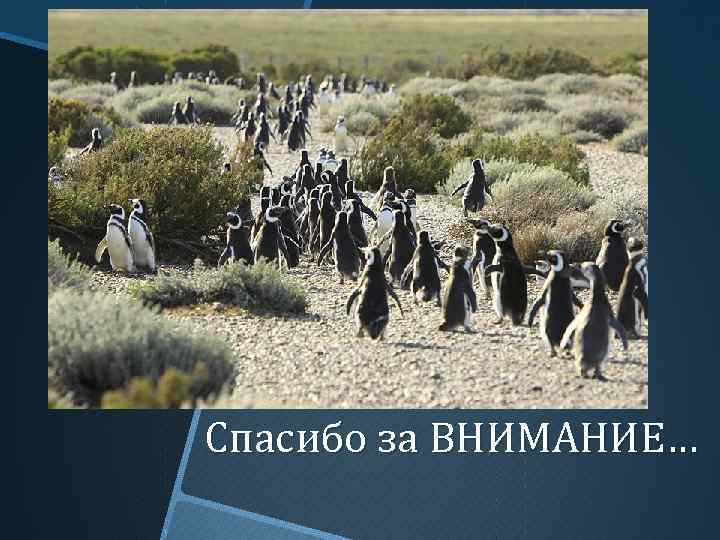 Спасибо за ВНИМАНИЕ… 