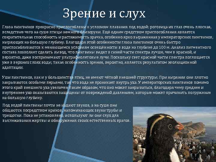 Зрение и слух Глаза пингвинов прекрасно приспособлены к условиям плавания под водой; роговица их