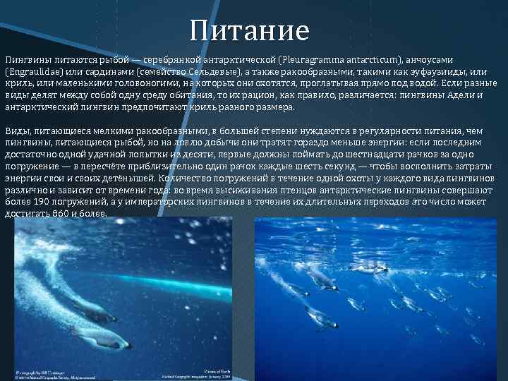 Питание Пингвины питаются рыбой — серебрянкой антарктической (Pleuragramma antarcticum), анчоусами (Engraulidae) или сардинами (семейство